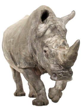 White Rhinoceros ( +/- 10 years)